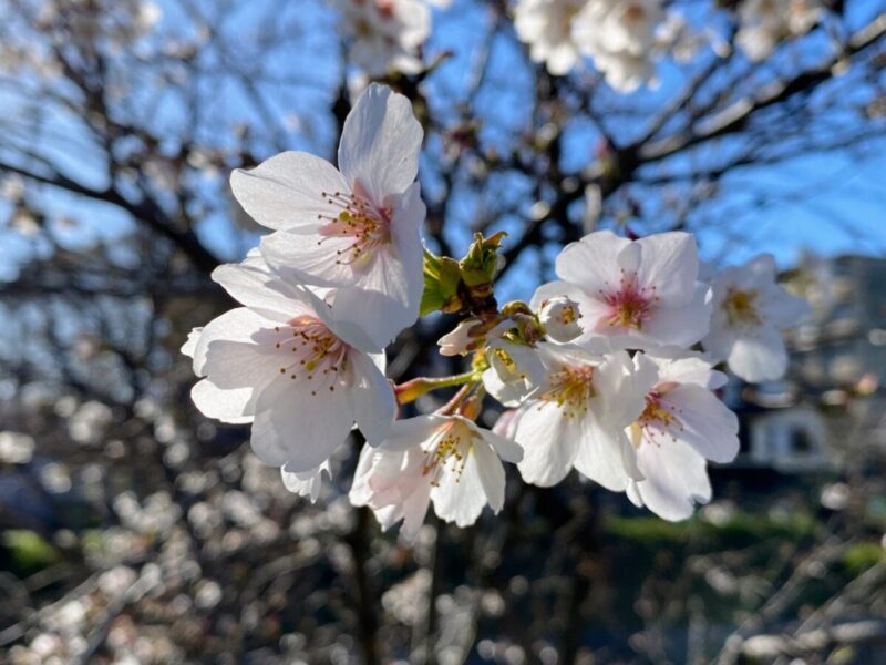 名古屋 山崎川の桜