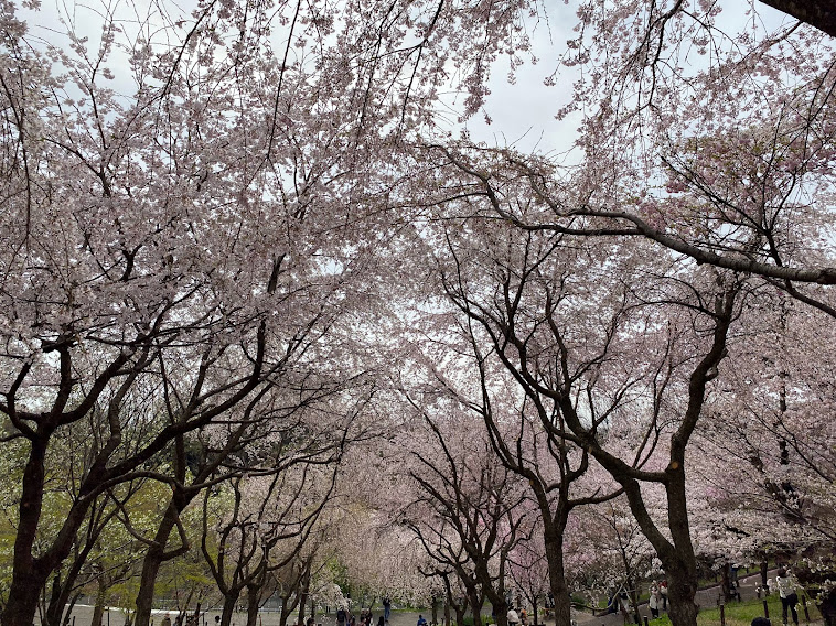東山植物園 桜