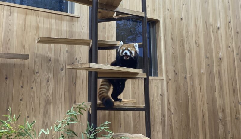 東山動植物園　レッサーパンダ