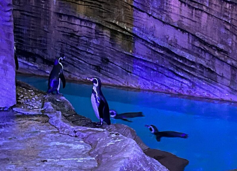東山動植物園　ペンギン